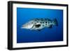 Potato Cod (Epinephelus Tukula) (Potato Grouper) (Potato Bass)-Louise Murray-Framed Photographic Print