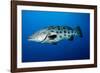 Potato Cod (Epinephelus Tukula) (Potato Grouper) (Potato Bass)-Louise Murray-Framed Photographic Print