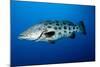 Potato Cod (Epinephelus Tukula) (Potato Grouper) (Potato Bass)-Louise Murray-Mounted Photographic Print
