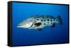 Potato Cod (Epinephelus Tukula) (Potato Grouper) (Potato Bass)-Louise Murray-Framed Stretched Canvas