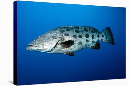 Potato Cod (Epinephelus Tukula) (Potato Grouper) (Potato Bass)-Louise Murray-Stretched Canvas