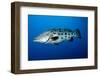 Potato Cod (Epinephelus Tukula) (Potato Grouper) (Potato Bass)-Louise Murray-Framed Photographic Print