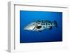 Potato Cod (Epinephelus Tukula) (Potato Grouper) (Potato Bass)-Louise Murray-Framed Photographic Print