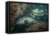 Potato Cod, Mozambique, Africa-Andrew Davies-Framed Stretched Canvas