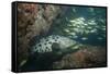 Potato Cod, Mozambique, Africa-Andrew Davies-Framed Stretched Canvas