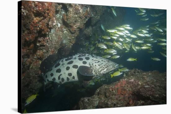 Potato Cod, Mozambique, Africa-Andrew Davies-Stretched Canvas