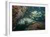 Potato Cod, Mozambique, Africa-Andrew Davies-Framed Photographic Print