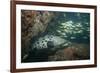 Potato Cod, Mozambique, Africa-Andrew Davies-Framed Photographic Print