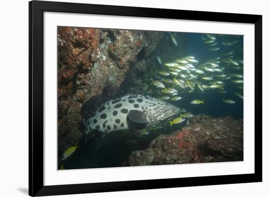 Potato Cod, Mozambique, Africa-Andrew Davies-Framed Photographic Print