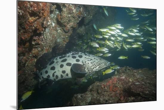 Potato Cod, Mozambique, Africa-Andrew Davies-Mounted Photographic Print