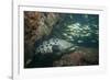 Potato Cod, Mozambique, Africa-Andrew Davies-Framed Photographic Print