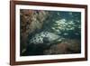 Potato Cod, Mozambique, Africa-Andrew Davies-Framed Photographic Print