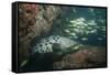 Potato Cod, Mozambique, Africa-Andrew Davies-Framed Stretched Canvas