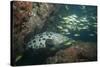 Potato Cod, Mozambique, Africa-Andrew Davies-Stretched Canvas