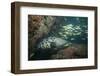 Potato Cod, Mozambique, Africa-Andrew Davies-Framed Photographic Print