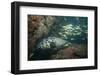 Potato Cod, Mozambique, Africa-Andrew Davies-Framed Photographic Print