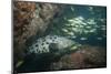 Potato Cod, Mozambique, Africa-Andrew Davies-Mounted Photographic Print