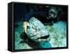 Potato Cod with Diver-Georgette Douwma-Framed Stretched Canvas