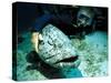 Potato Cod with Diver-Georgette Douwma-Stretched Canvas