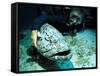 Potato Cod with Diver-Georgette Douwma-Framed Stretched Canvas