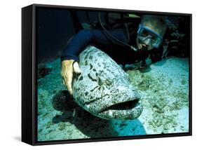 Potato Cod with Diver-Georgette Douwma-Framed Stretched Canvas