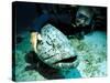 Potato Cod with Diver-Georgette Douwma-Stretched Canvas