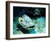 Potato Cod with Diver-Georgette Douwma-Framed Premium Photographic Print