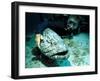 Potato Cod with Diver-Georgette Douwma-Framed Premium Photographic Print