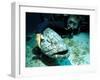 Potato Cod with Diver-Georgette Douwma-Framed Premium Photographic Print