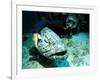 Potato Cod with Diver-Georgette Douwma-Framed Photographic Print