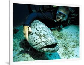 Potato Cod with Diver-Georgette Douwma-Framed Photographic Print