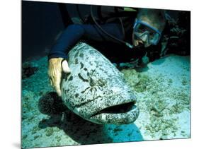 Potato Cod with Diver-Georgette Douwma-Mounted Photographic Print