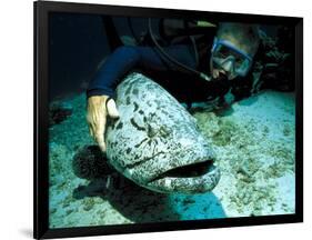 Potato Cod with Diver-Georgette Douwma-Framed Photographic Print