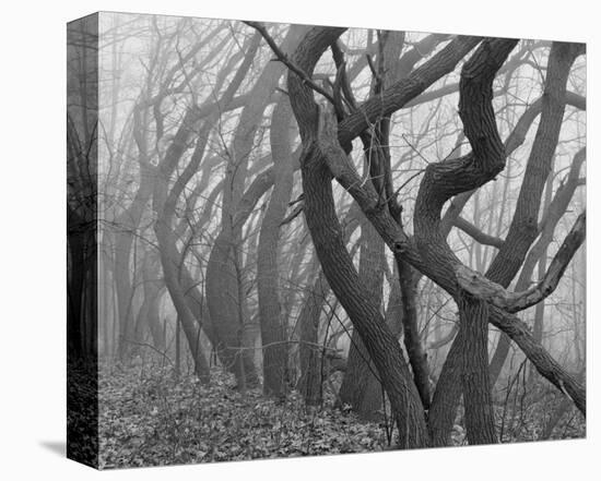 Potato Creek Gnarled Trees Black and White-Danny Burk-Stretched Canvas
