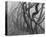 Potato Creek Gnarled Trees Black and White-Danny Burk-Stretched Canvas
