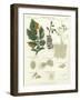 Potato Disease, Fungus-null-Framed Giclee Print