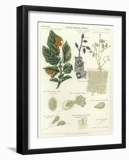 Potato Disease, Fungus-null-Framed Giclee Print