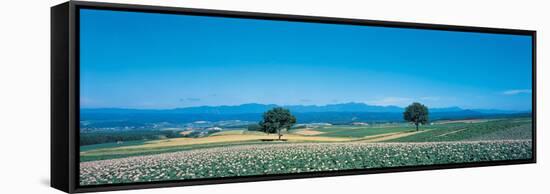 Potato Field Furano Hokkaido Japan-null-Framed Stretched Canvas