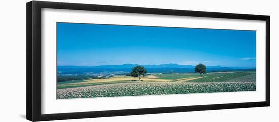 Potato Field Furano Hokkaido Japan-null-Framed Photographic Print