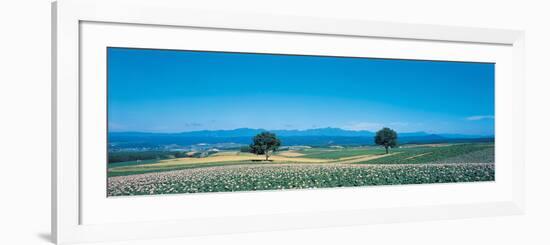 Potato Field Furano Hokkaido Japan-null-Framed Photographic Print