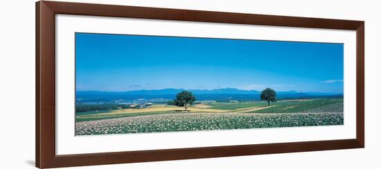 Potato Field Furano Hokkaido Japan-null-Framed Photographic Print