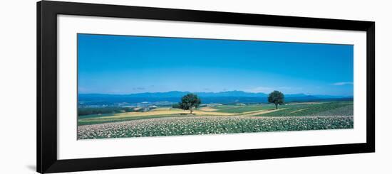 Potato Field Furano Hokkaido Japan-null-Framed Photographic Print