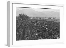 Potato Fields-Ansel Adams-Framed Art Print