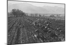 Potato Fields-Ansel Adams-Mounted Art Print