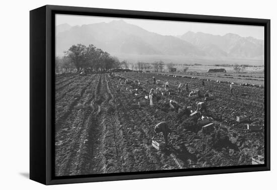 Potato Fields-Ansel Adams-Framed Stretched Canvas