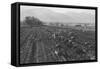 Potato Fields-Ansel Adams-Framed Stretched Canvas