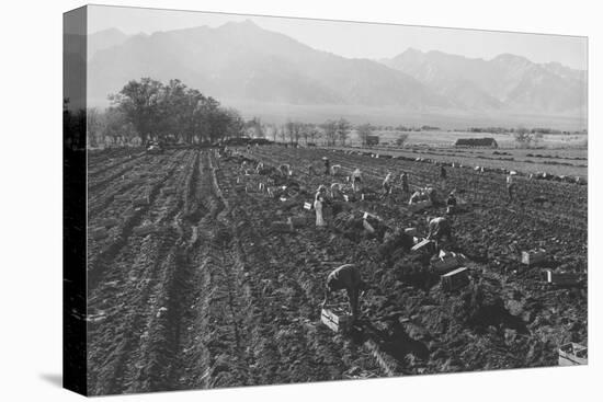 Potato Fields-Ansel Adams-Stretched Canvas