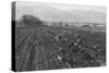 Potato Fields-Ansel Adams-Stretched Canvas