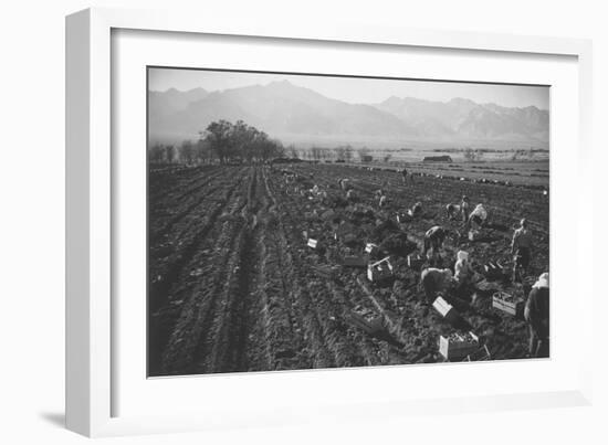 Potato Fields-Ansel Adams-Framed Art Print