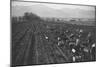 Potato Fields-Ansel Adams-Mounted Art Print